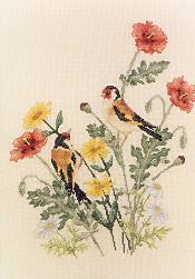 European Goldfinches